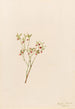 Airelle des bois Vaccinum scoparium - Mary Vaux Walcott — weergave van het kunstwerk