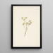 Fleur d'airelle des bois Vaccinium scoparium - Mary Vaux Walcott — ingelijst kunstwerk aan de muur