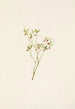 Fleur d'airelle des bois Vaccinium scoparium - Mary Vaux Walcott — weergave van het kunstwerk