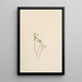 Messager du printemps Erigenia bulbosa - Mary Vaux Walcott — ingelijst kunstwerk aan de muur