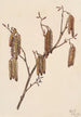 Aulne coudrier Alnus regosa - Mary Vaux Walcott — weergave van het kunstwerk