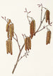 Aulne coudrier Alnus rugosa - Mary Vaux Walcott — weergave van het kunstwerk