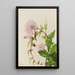 Liseron des haies Calystegia Convolvulus sepium - Mary Vaux Walcott — ingelijst kunstwerk aan de muur