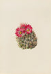 Cactus hérisson Coryphantha arizonica - Mary Vaux Walcott — weergave van het kunstwerk