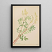 Hedysarum Hedysarum sulphurescens - Mary Vaux Walcott — ingelijst kunstwerk aan de muur