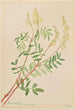 Hedysarum Hedysarum sulphurescens - Mary Vaux Walcott — weergave van het kunstwerk