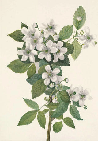 Mary Vaux Walcott - Highbush Blackberry Rubus argutus.webp