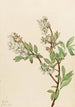Myrtille en corymbe Vaccinium corymbosum - Mary Vaux Walcott — weergave van het kunstwerk