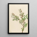 Myrtille en corymbe Vaccinium corymbosum - Mary Vaux Walcott — ingelijst kunstwerk aan de muur