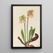Sarracénie hybride Sarracenia minor x psittacina - Mary Vaux Walcott — ingelijst kunstwerk aan de muur