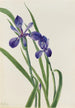 Iris Iris species - Mary Vaux Walcott — weergave van het kunstwerk