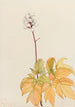 Actée à gros pédicelles Actaea arguta - Mary Vaux Walcott — weergave van het kunstwerk