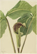 Arisème triphylle Arisaema triphyllum - Mary Vaux Walcott — weergave van het kunstwerk