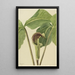 Arisème triphylle Arisaema triphyllum - Mary Vaux Walcott — ingelijst kunstwerk aan de muur