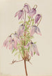 Clématite pseudo-alpine Clematis pseudoalpina - Mary Vaux Walcott — weergave van het kunstwerk