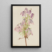 Clématite pseudo-alpine Clematis pseudoalpina - Mary Vaux Walcott — ingelijst kunstwerk aan de muur