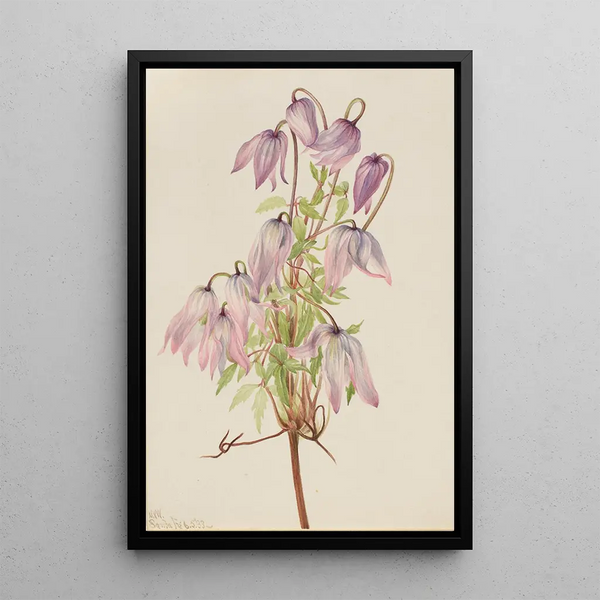 Mary Vaux Walcott - Jicarilla Clematis pseudoalpina.webp