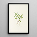 Fleur de Kruhsea Kruhsea streptopoides - Mary Vaux Walcott — ingelijst kunstwerk aan de muur