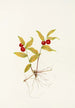 Fruit de Kruhsea Kruhsea streptopoides - Mary Vaux Walcott — weergave van het kunstwerk