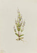 Gentiane acaule Gentiana acuta - Mary Vaux Walcott — weergave van het kunstwerk