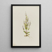 Gentiane acaule Gentiana acuta - Mary Vaux Walcott — ingelijst kunstwerk aan de muur