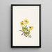 Arnica de Lake Louise Arnica louiseana - Mary Vaux Walcott — ingelijst kunstwerk aan de muur