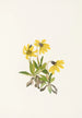 Arnica de Lake Louise Arnica louiseana - Mary Vaux Walcott — weergave van het kunstwerk