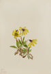 Arnica de Lake Louise Arnica louisiana - Mary Vaux Walcott — weergave van het kunstwerk