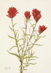 Castilléjie à feuilles lancéolées Castilleja lancifolia - Mary Vaux Walcott — weergave van het kunstwerk