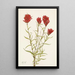 Castilléjie à feuilles lancéolées Castilleja lancifolia - Mary Vaux Walcott — ingelijst kunstwerk aan de muur