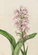 Orchidee franjeorchidee voorpaars Habenaria grandiflora - Mary Vaux Walcott — weergave van het kunstwerk