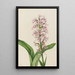 Orchidee franjeorchidee voorpaars Habenaria grandiflora - Mary Vaux Walcott — ingelijst kunstwerk aan de muur
