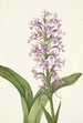 Orchidee franjeorchidee voorpaars Habenaria grandiflora - Mary Vaux Walcott — weergave van het kunstwerk