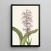 Orchidee franjeorchidee voorpaars Habenaria grandiflora - Mary Vaux Walcott — ingelijst kunstwerk aan de muur
