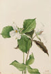 Trille blanc Trillium grandiflorum - Mary Vaux Walcott — weergave van het kunstwerk