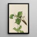 Trille blanc Trillium grandiflorum - Mary Vaux Walcott — ingelijst kunstwerk aan de muur