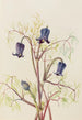 Clématite hirsute Clematis hirsutissima - Mary Vaux Walcott — weergave van het kunstwerk