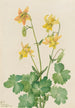 Ancolie citron Aquilegia flavescens - Mary Vaux Walcott — weergave van het kunstwerk