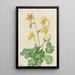 Ancolie citron Aquilegia flavescens - Mary Vaux Walcott — ingelijst kunstwerk aan de muur