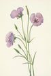 Mariposa lilas Calochortus splendens - Mary Vaux Walcott — weergave van het kunstwerk