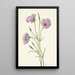 Mariposa lilas Calochortus splendens - Mary Vaux Walcott — ingelijst kunstwerk aan de muur