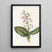 Lys Twayblade Liparis liliifolia - Mary Vaux Walcott — ingelijst kunstwerk aan de muur
