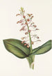Lys Twayblade Liparis liliifolia - Mary Vaux Walcott — weergave van het kunstwerk