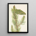 Pin flexibel Pinus flexilis - Mary Vaux Walcott — ingelijst kunstwerk aan de muur