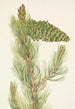 Pin flexibel Pinus flexilis - Mary Vaux Walcott — weergave van het kunstwerk