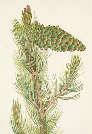Mary Vaux Walcott - Limber Pine Pinus flexilis.webp