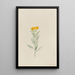 Lithospermum canescens - Mary Vaux Walcott — ingelijst kunstwerk aan de muur