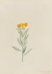 Lithospermum canescens - Mary Vaux Walcott — weergave van het kunstwerk