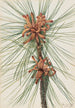 Pin des marais Pinus taeda - Mary Vaux Walcott — weergave van het kunstwerk