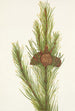 Pin tordu Pinus contorta murrayana - Mary Vaux Walcott — weergave van het kunstwerk